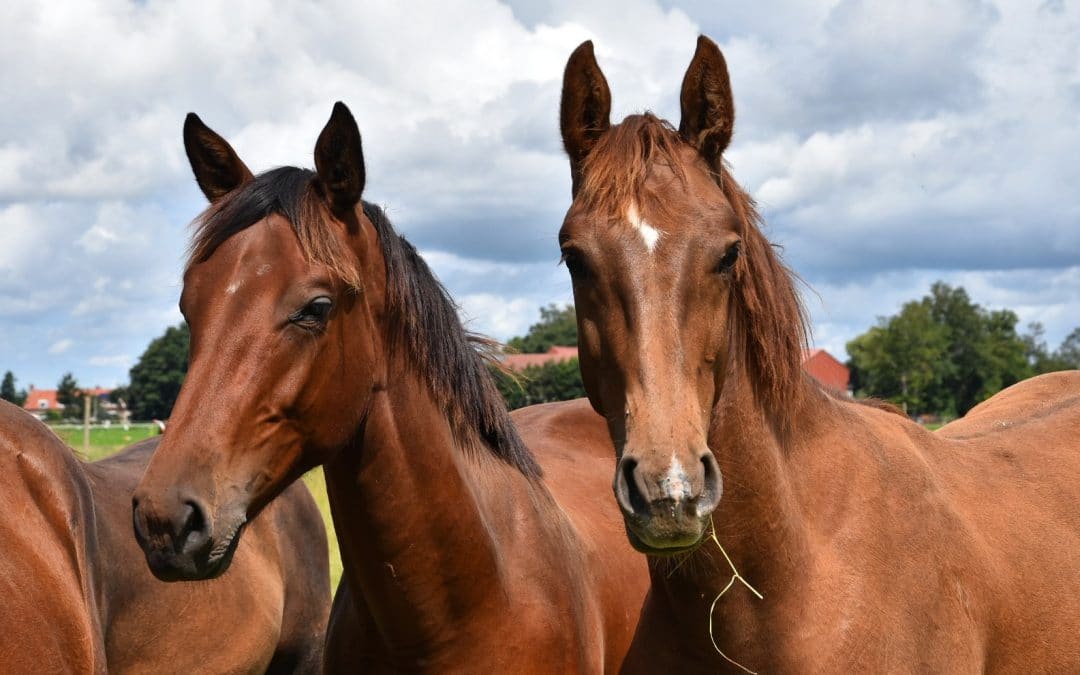 Wat houdt de nieuwe paarden registratieplicht voor jou in?