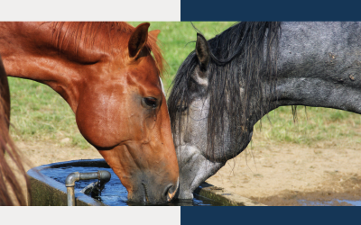 Overleven in de hitte: 9 essentiële tips om je paarden koel te houden
