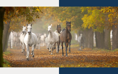 Zo blijven je paarden fit en gezond tijdens de herfst