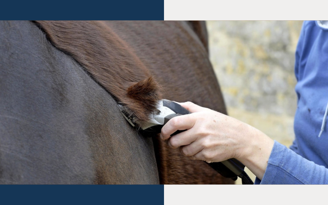 11 Tips voor het scheren van je paarden